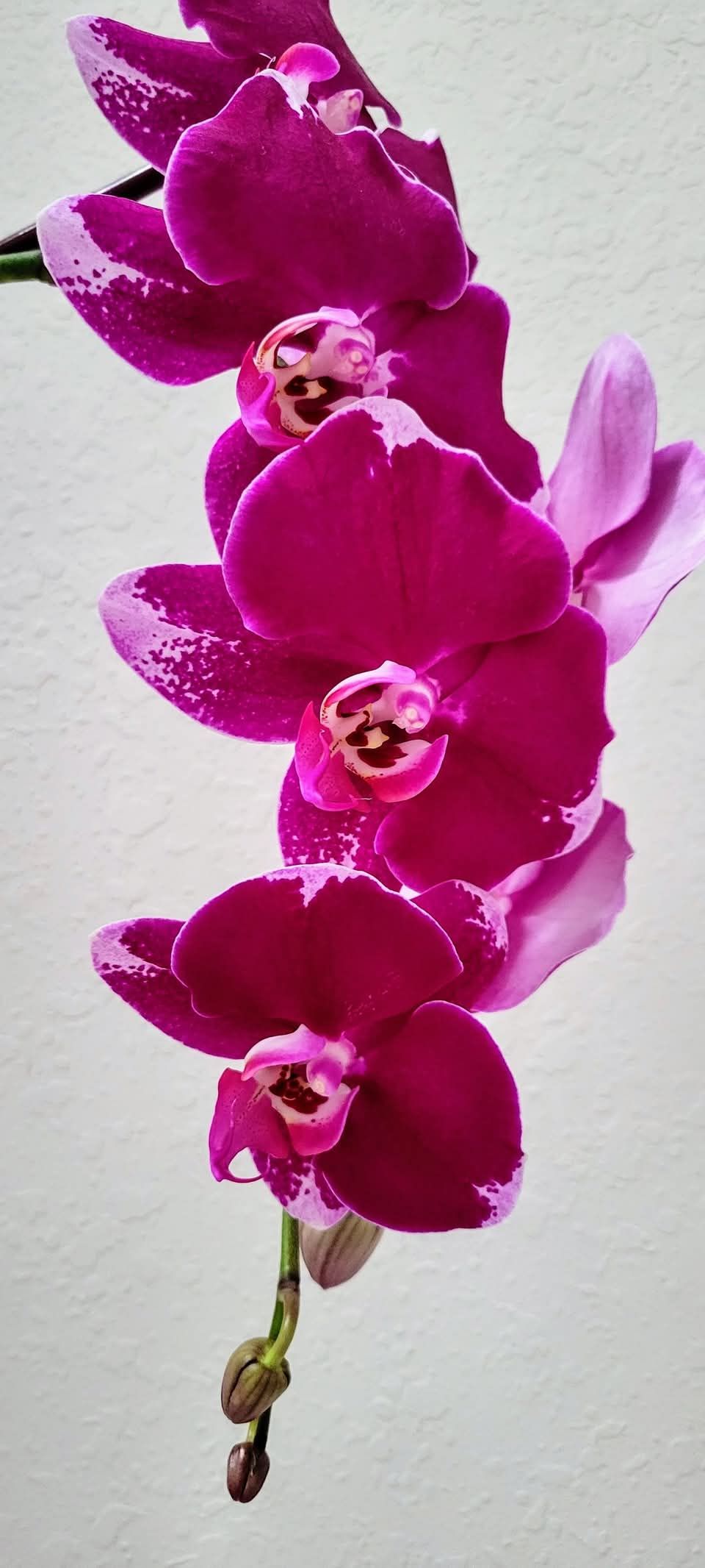 Orchids in a Contemporary Key: Expert care for a living beauty—elegant and timeless