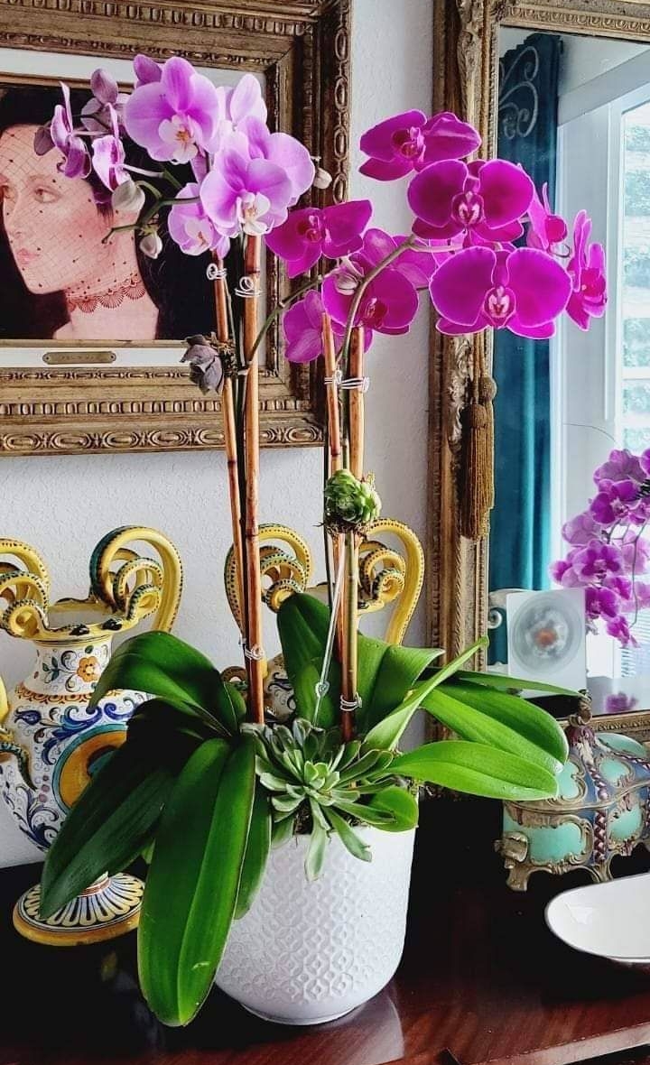 Orchids in a Contemporary Key: Expert care for a living beauty—elegant and timeless