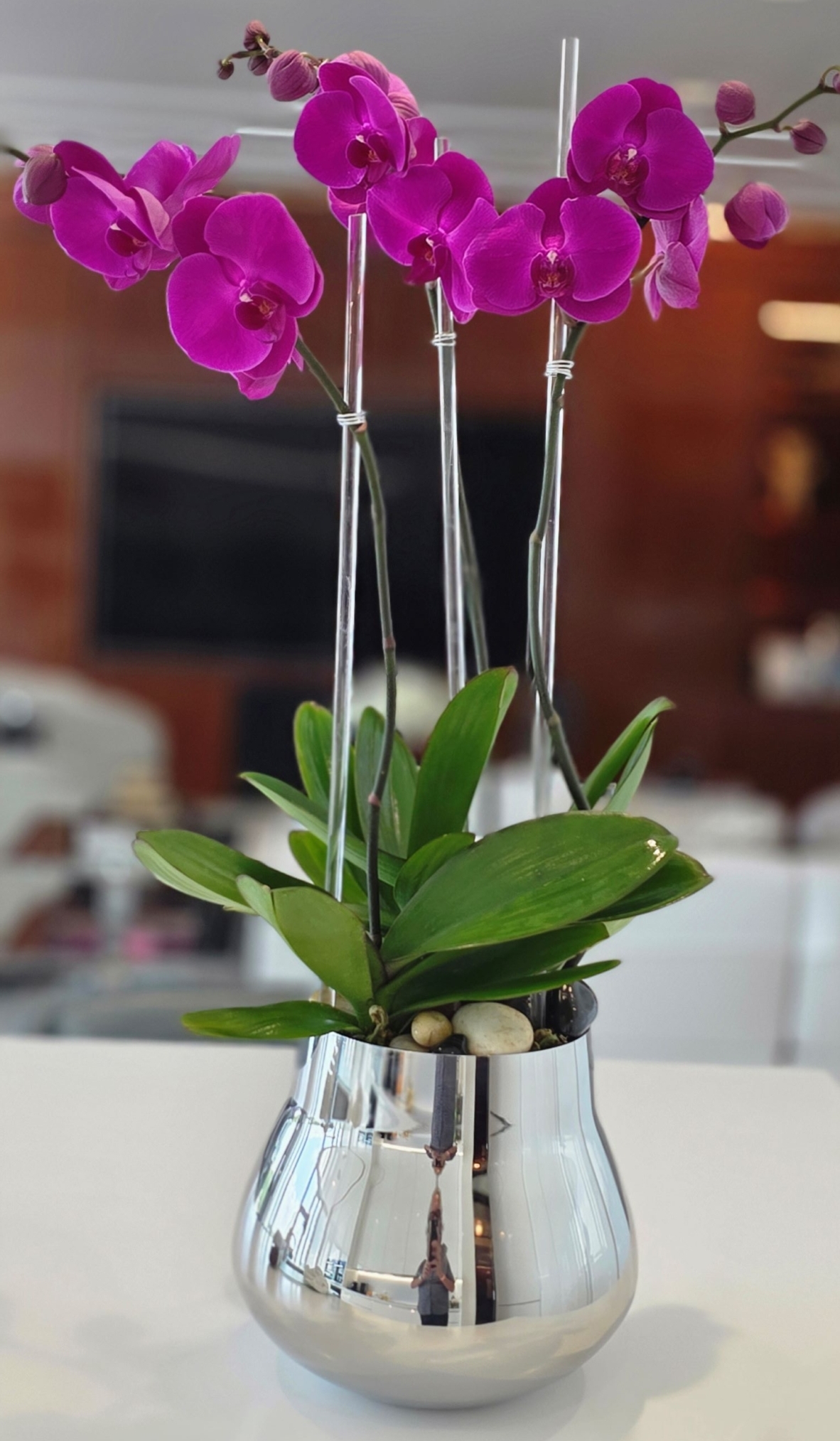 Orchids in a Contemporary Key: Expert care for a living beauty—elegant and timeless