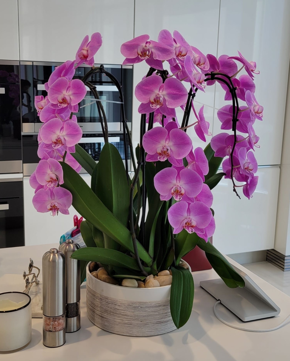 Orchids in a Contemporary Key: Expert care for a living beauty—elegant and timeless