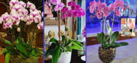 Designing with Blooms | Orchids in a Contemporary Key: Expert care for a living beauty—elegant and timeless