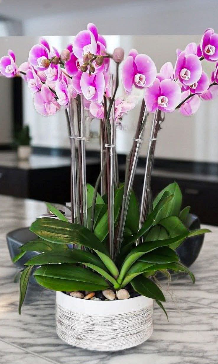  Designing for Success and Balance (Business Energy & Feng Shui)