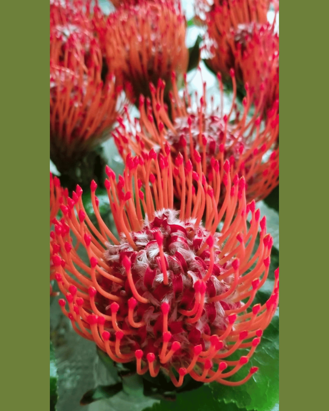 Tropical Floral Arrangements in Miami: A Designer’s Guide Tropical Floral Arrangements in Miami: A Designer’s Guide